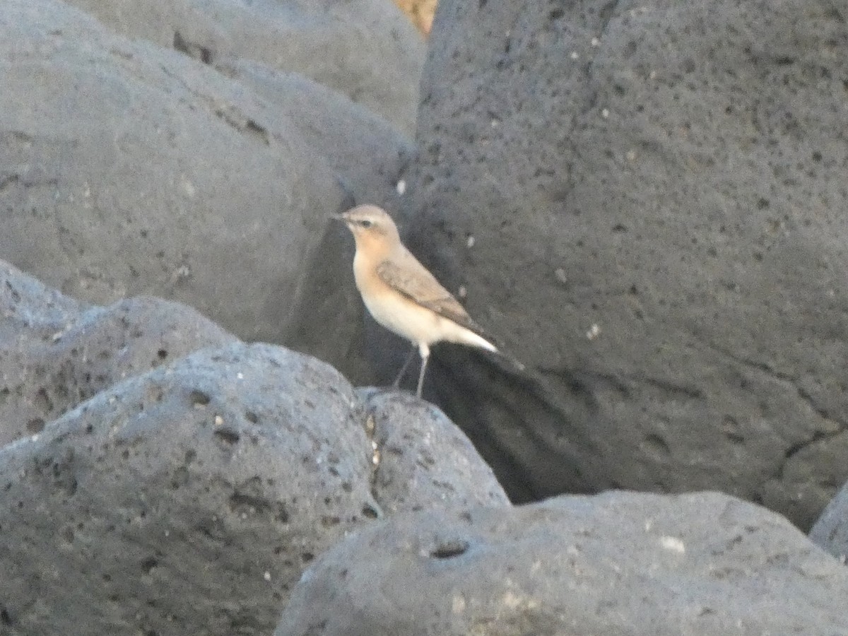 Northern Wheatear - ML610132547