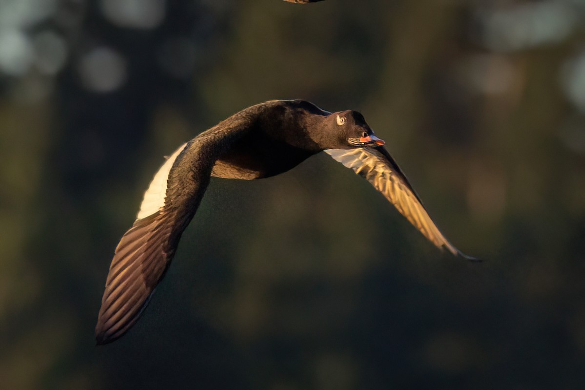 White-winged Scoter - ML610132580