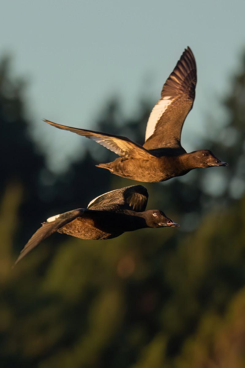 White-winged Scoter - Mike  Jones