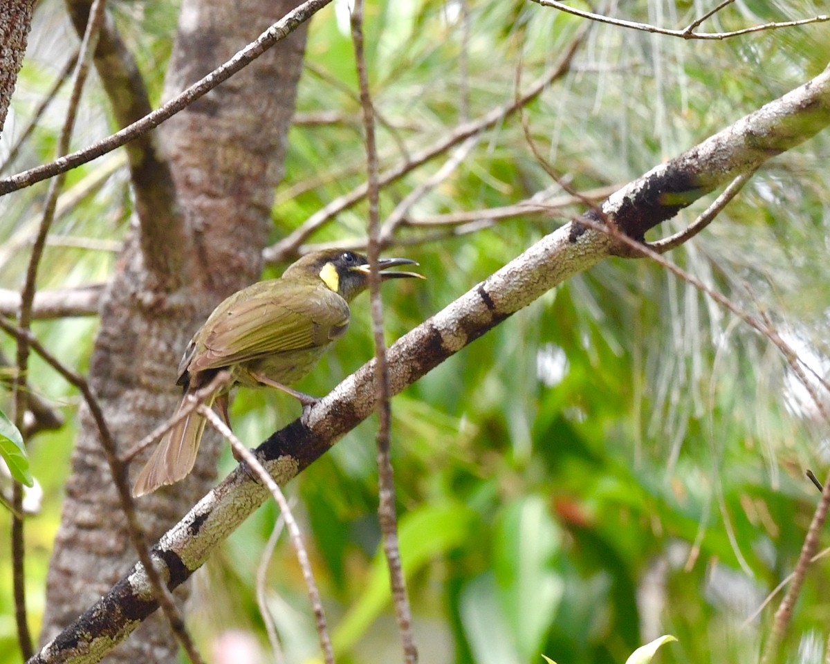 Lewin's Honeyeater - ML610132662