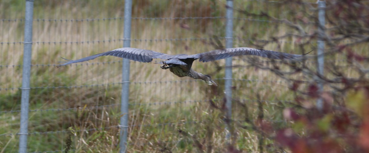 Great Blue Heron - ML610132732