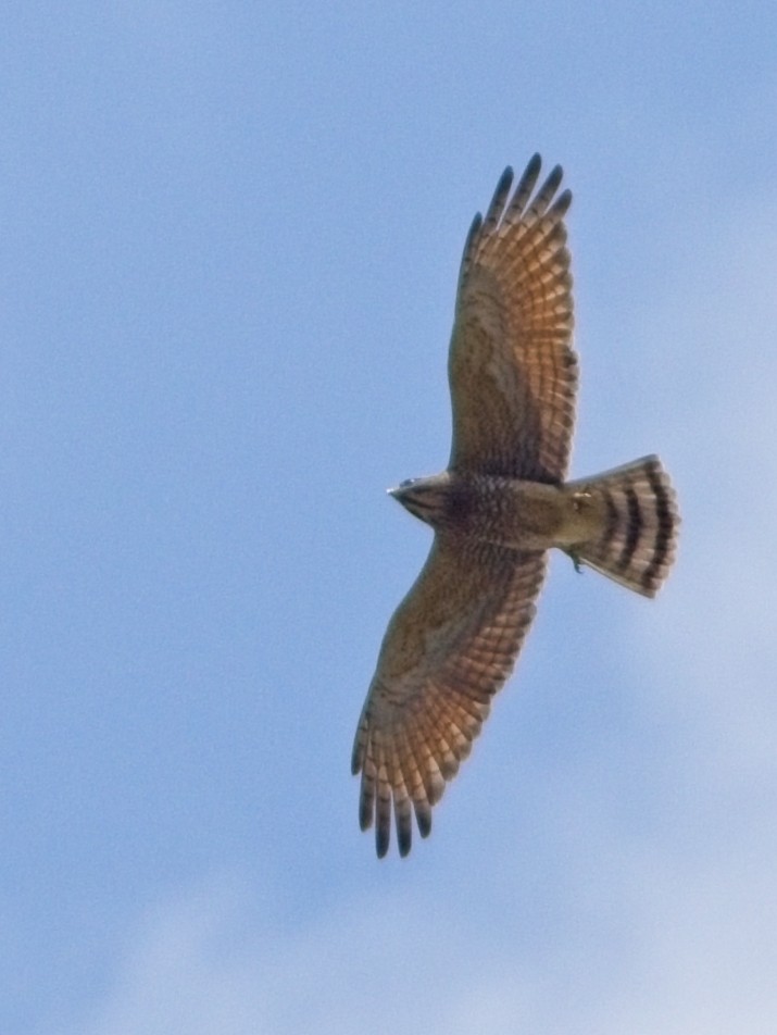 Gray-faced Buzzard - ML610132764