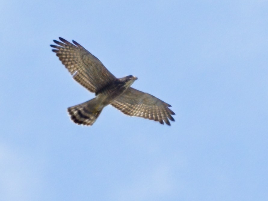 Gray-faced Buzzard - ML610132770