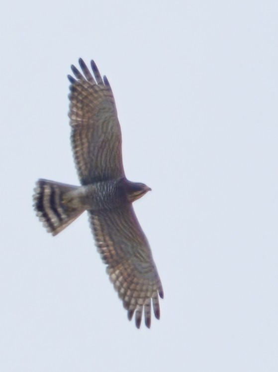 Gray-faced Buzzard - ML610132777