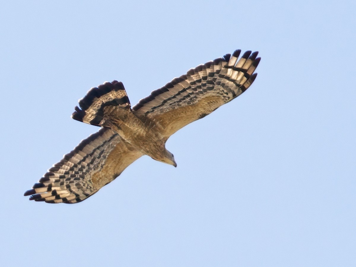 Oriental Honey-buzzard - ML610132792