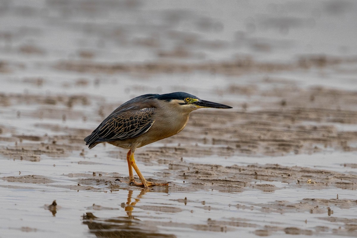 Striated Heron - Ian and Deb Kemmis