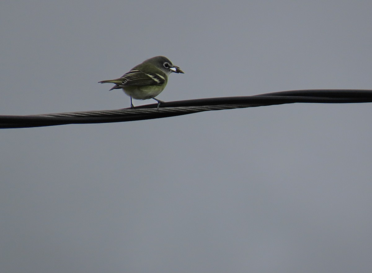 Blue-headed Vireo - Linda Eyster