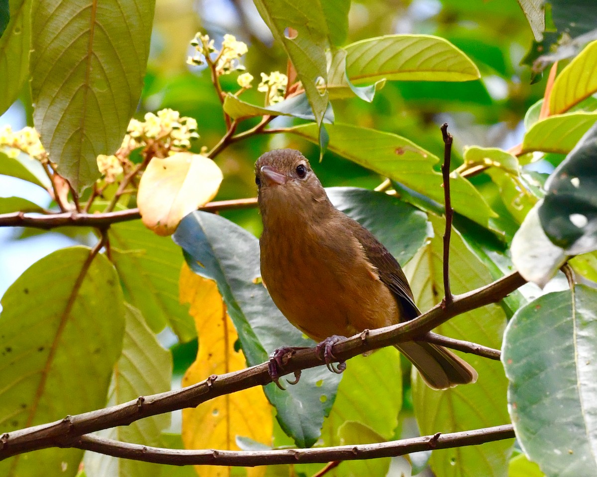 Rufous Shrikethrush - ML610132817