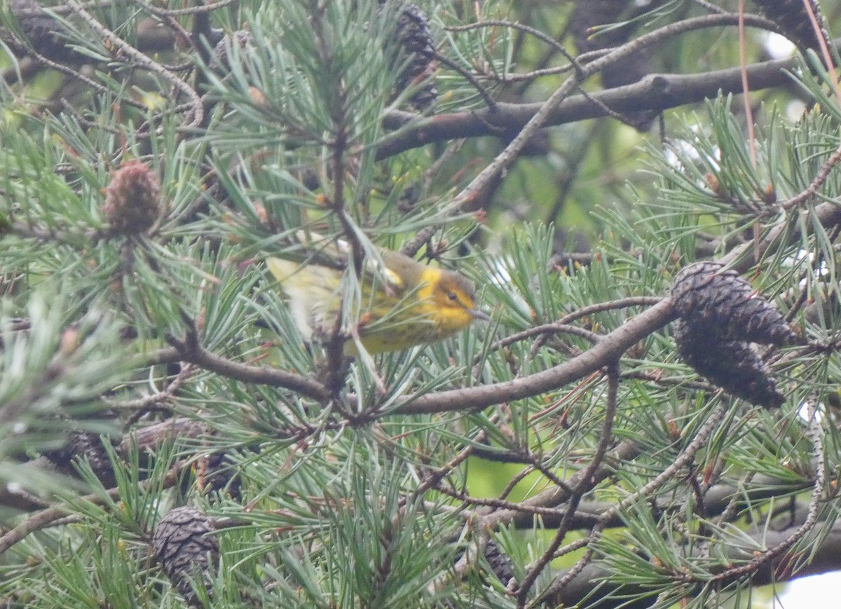 Cape May Warbler - ML610132834