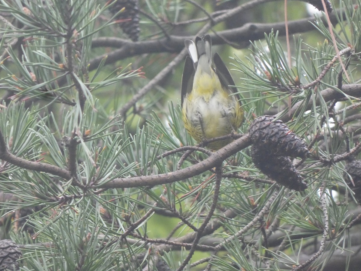 Cape May Warbler - ML610132835