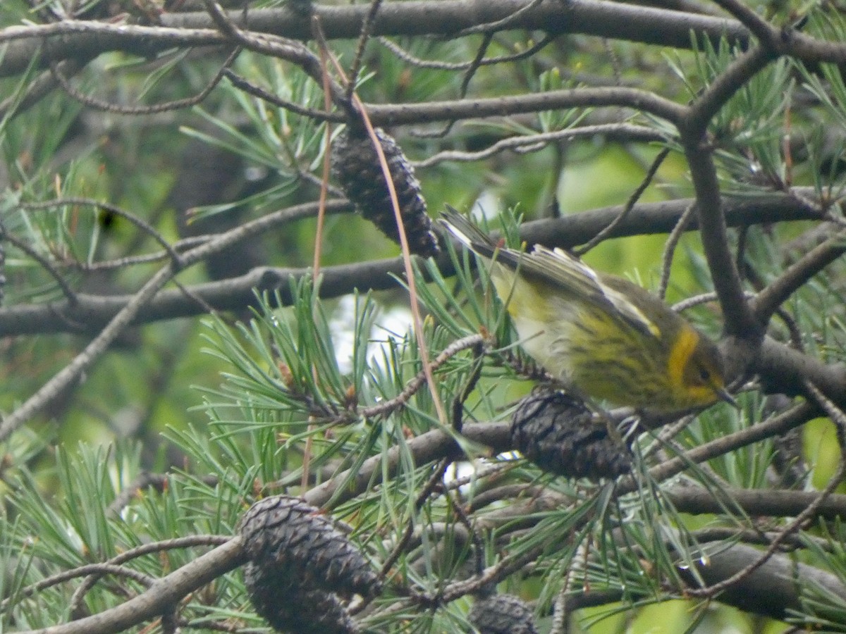 Cape May Warbler - ML610132836