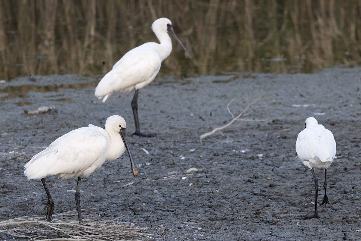 Eurasian Spoonbill - ML610132892