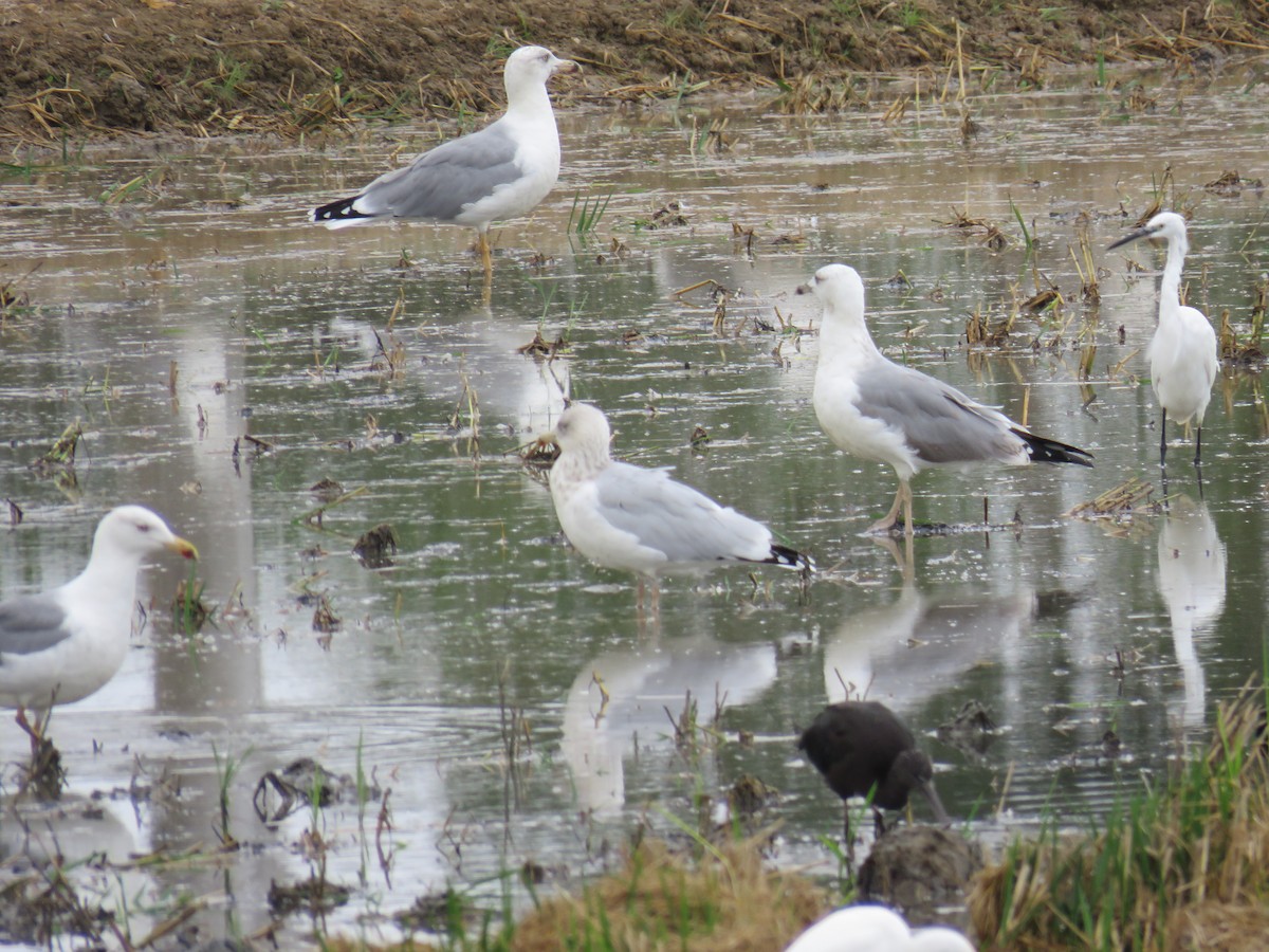 European Herring Gull - ML610132961