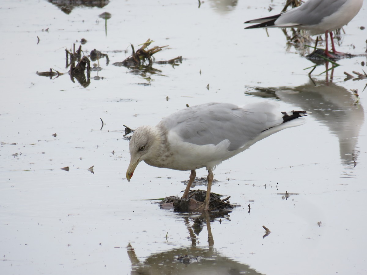 European Herring Gull - ML610132965