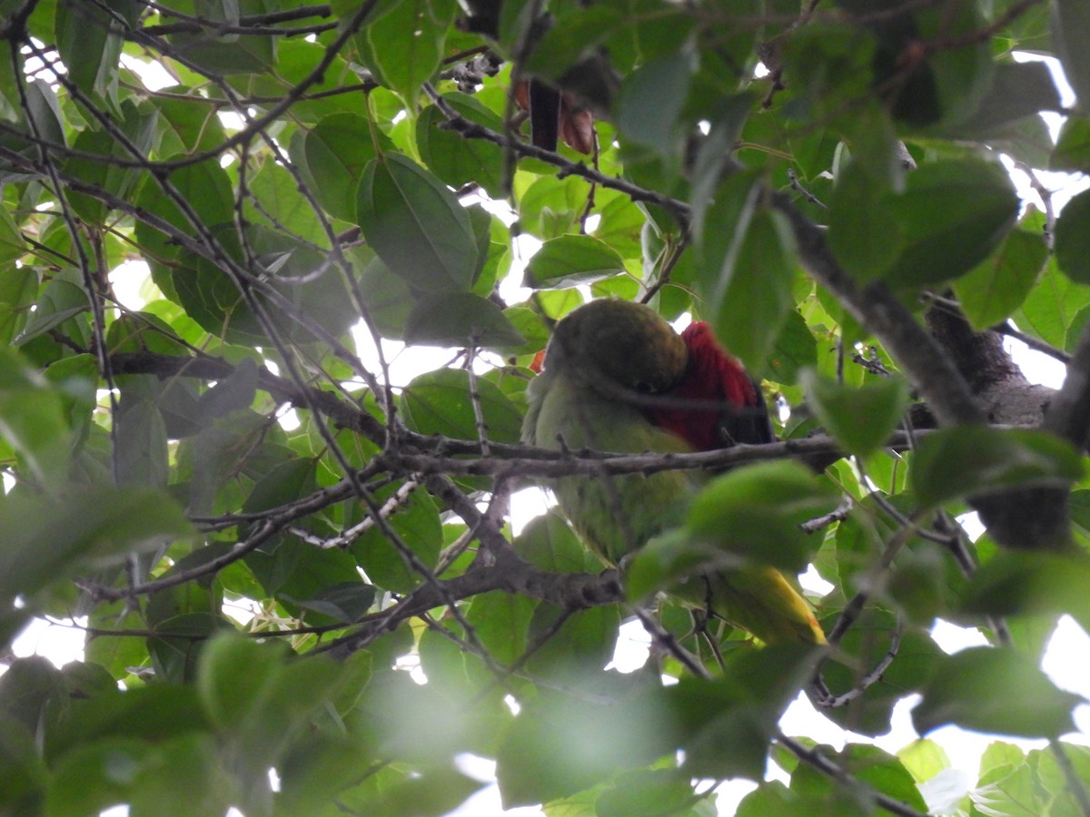 Scarlet-shouldered Parrotlet - Jhon Carlos Andres Rivera Higuera