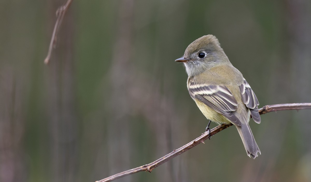 Hammond's Flycatcher - ML610133119