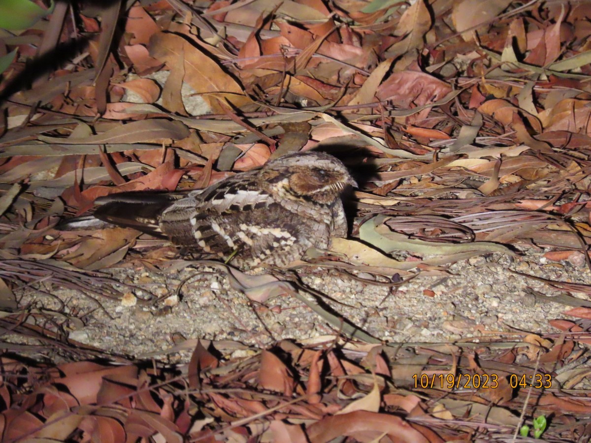 Large-tailed Nightjar - ML610133138