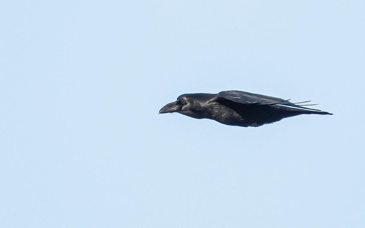 Common Raven - ML610133167