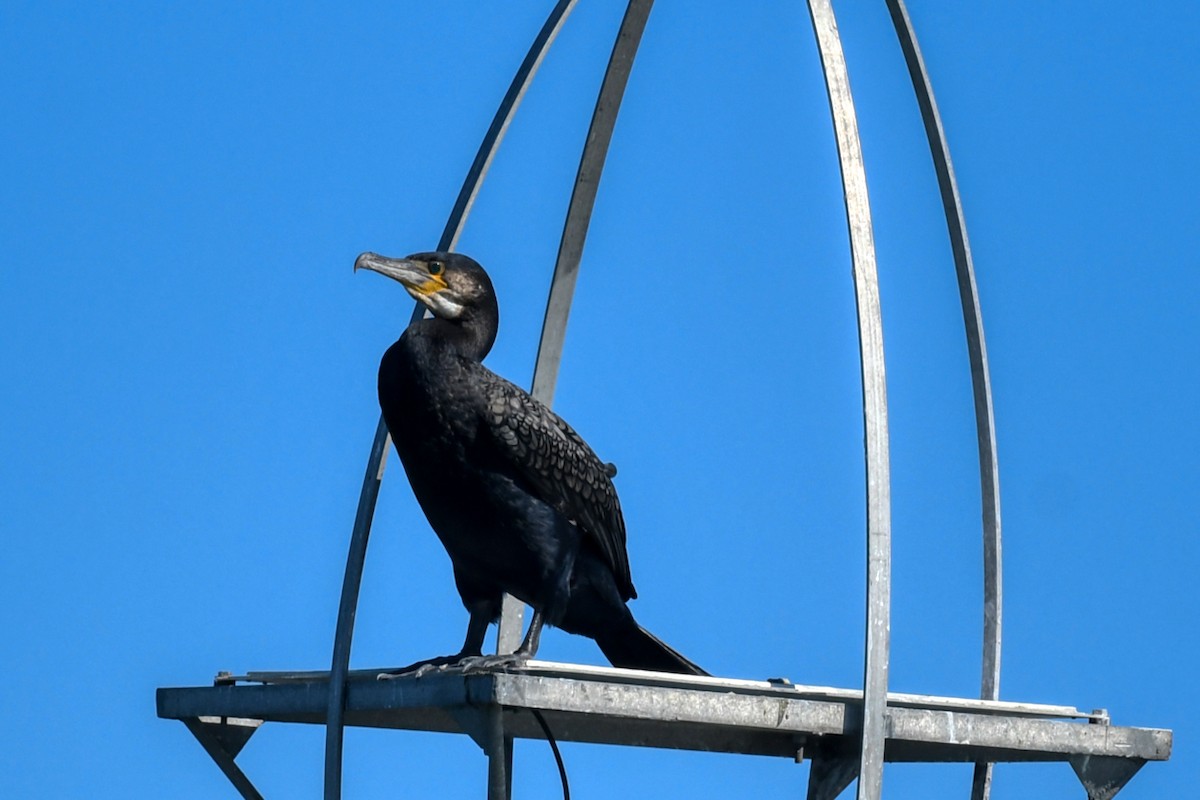 Great Cormorant - ML610133174