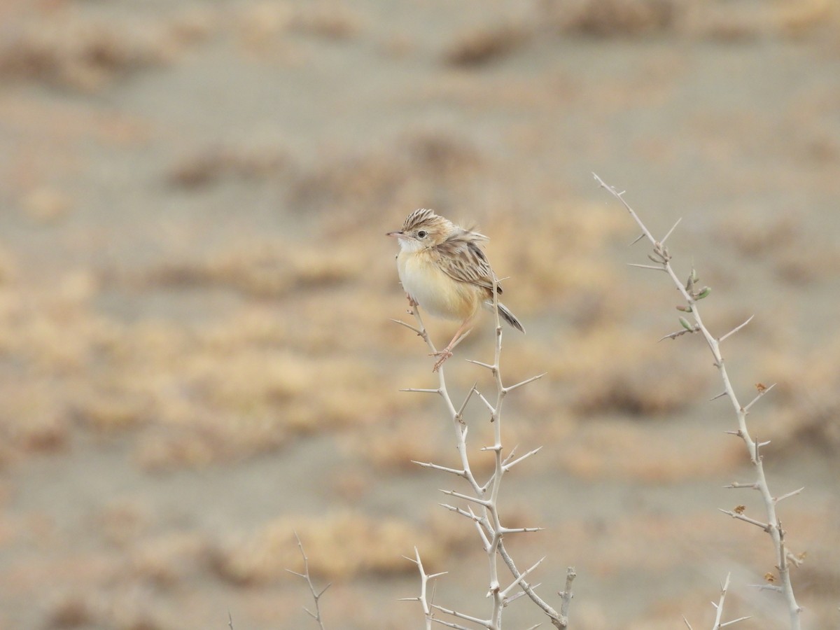 Desert Cisticola - ML610133232