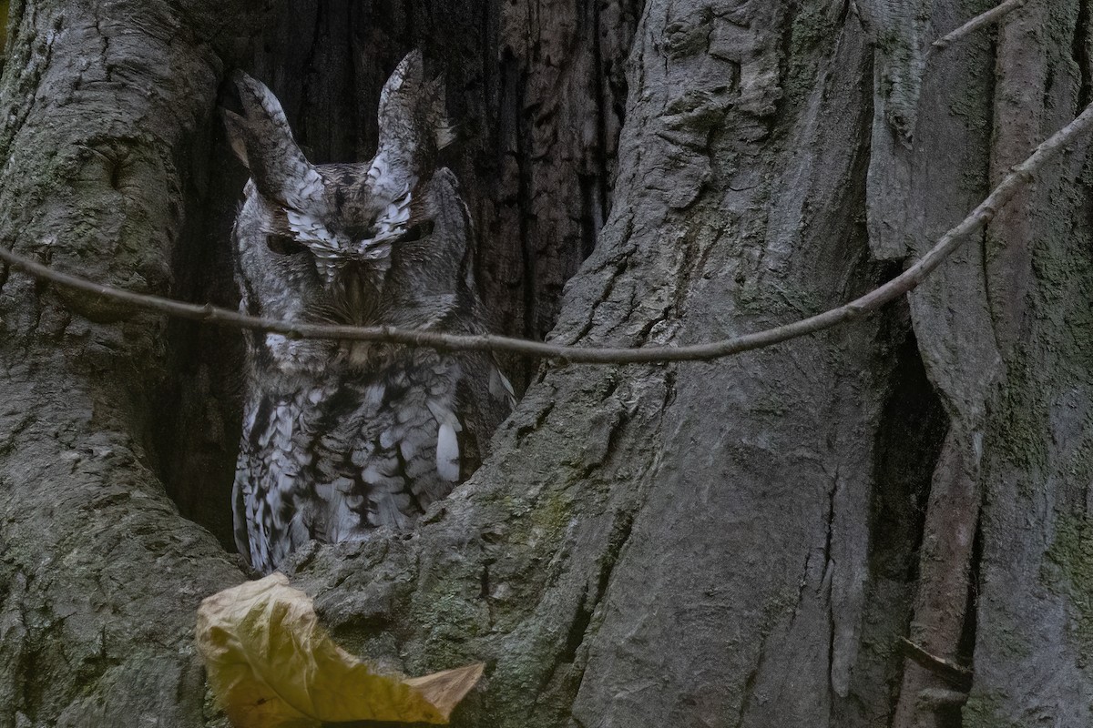 Eastern Screech-Owl - ML610133259