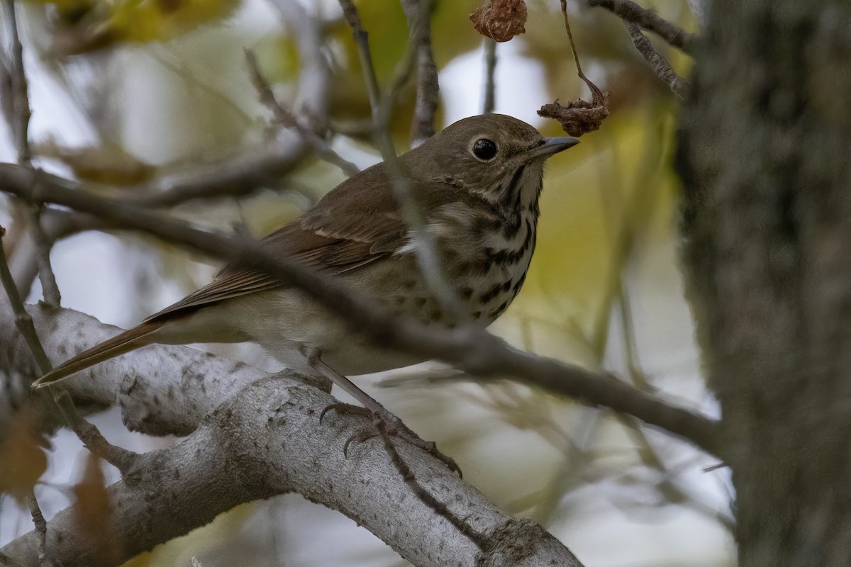 Hermit Thrush - ML610133268