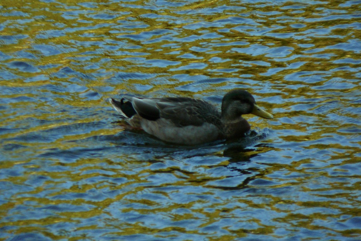 Mallard - Renee  Sawyer