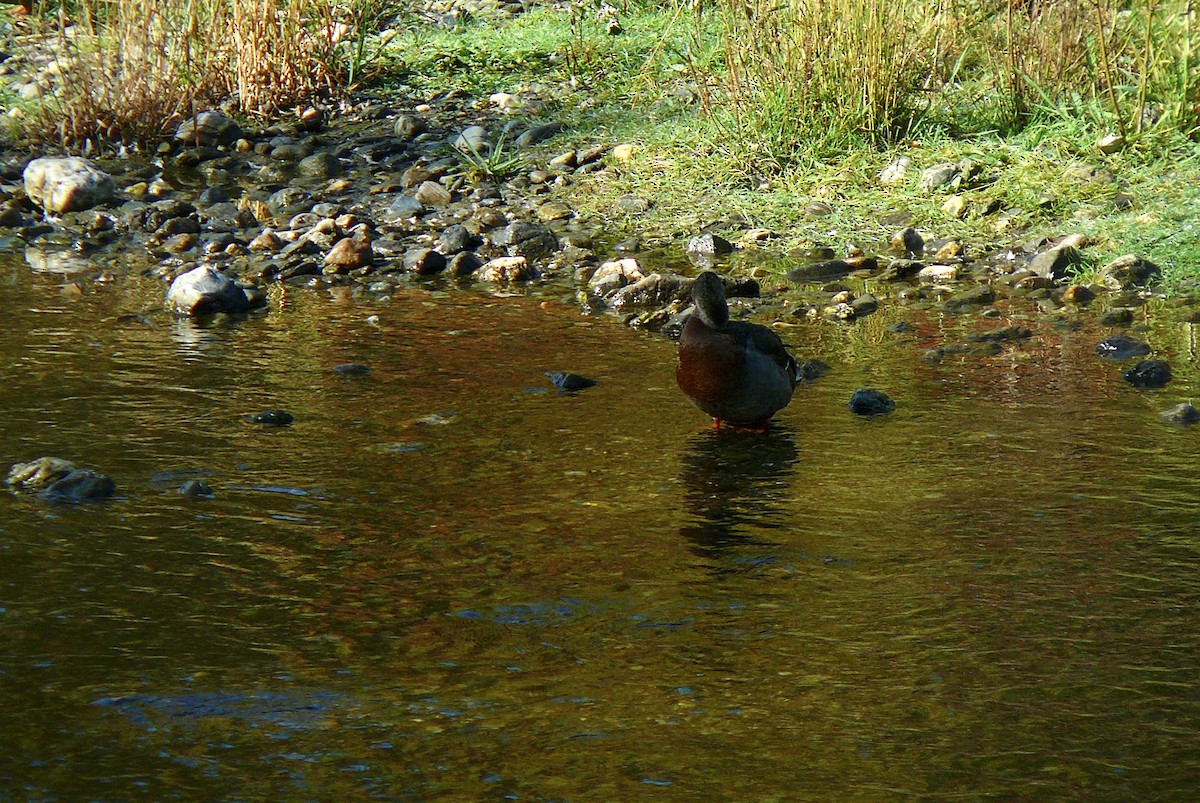 Stockente - ML610133281