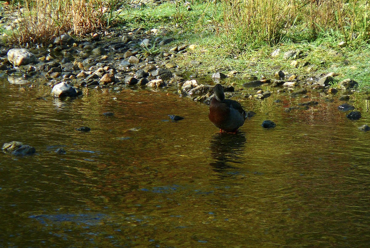 Mallard - ML610133281