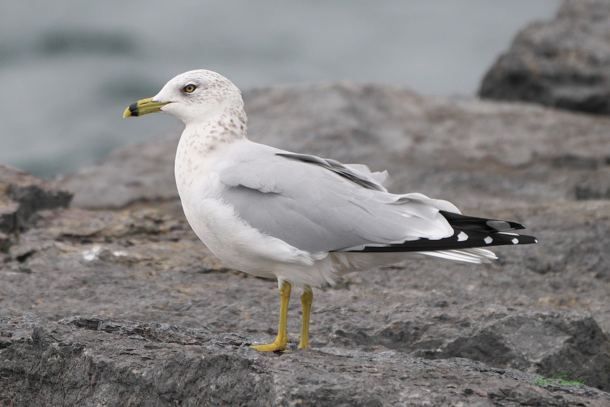 Ring-billed Gull - ML610133285