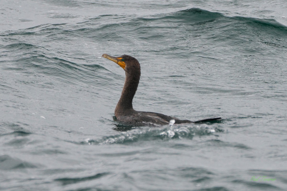 Double-crested Cormorant - ML610133287