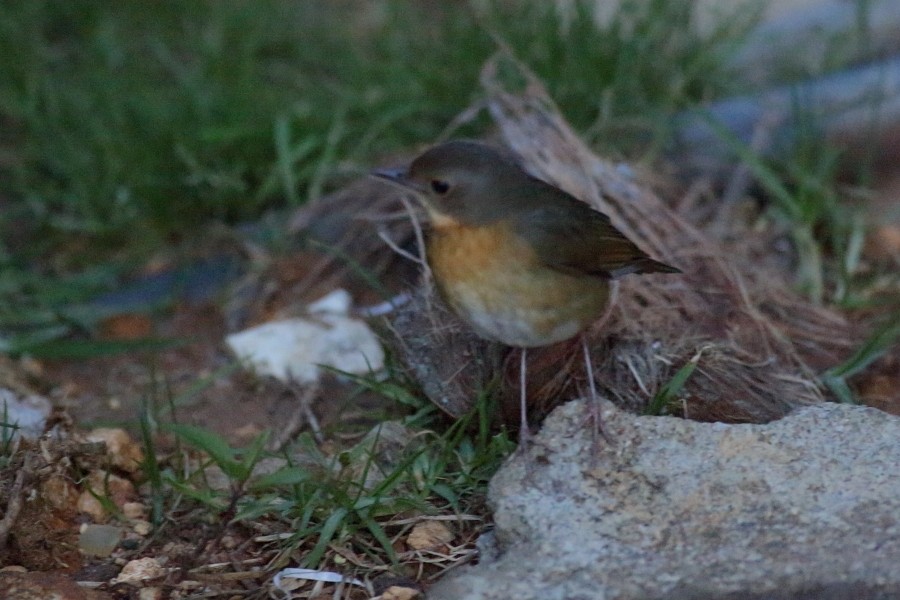 Indian Blue Robin - Grzegorz Jędro