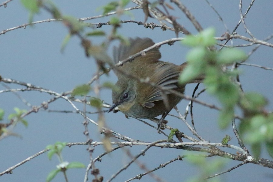 Sri Lanka Bush Warbler - Grzegorz Jędro