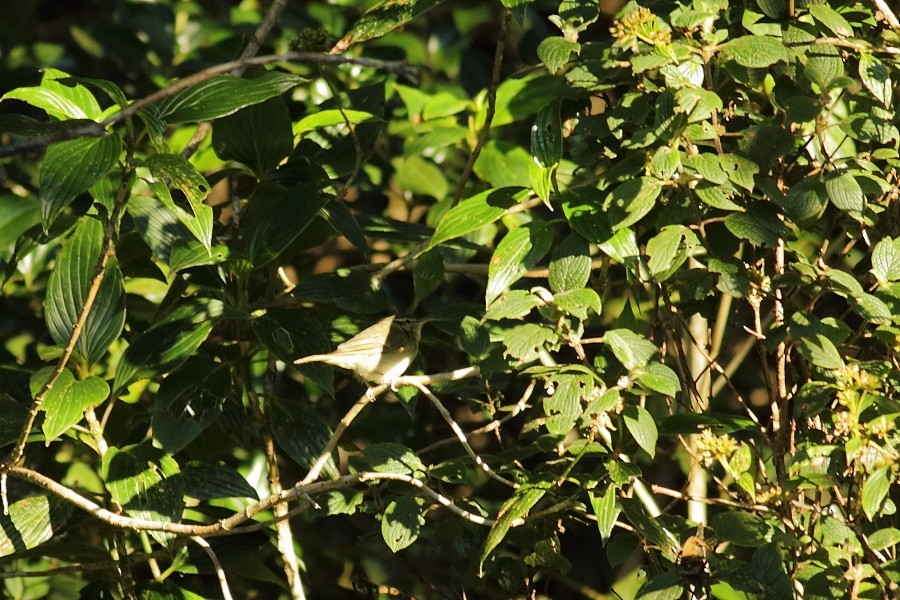 Green Warbler - Grzegorz Jędro