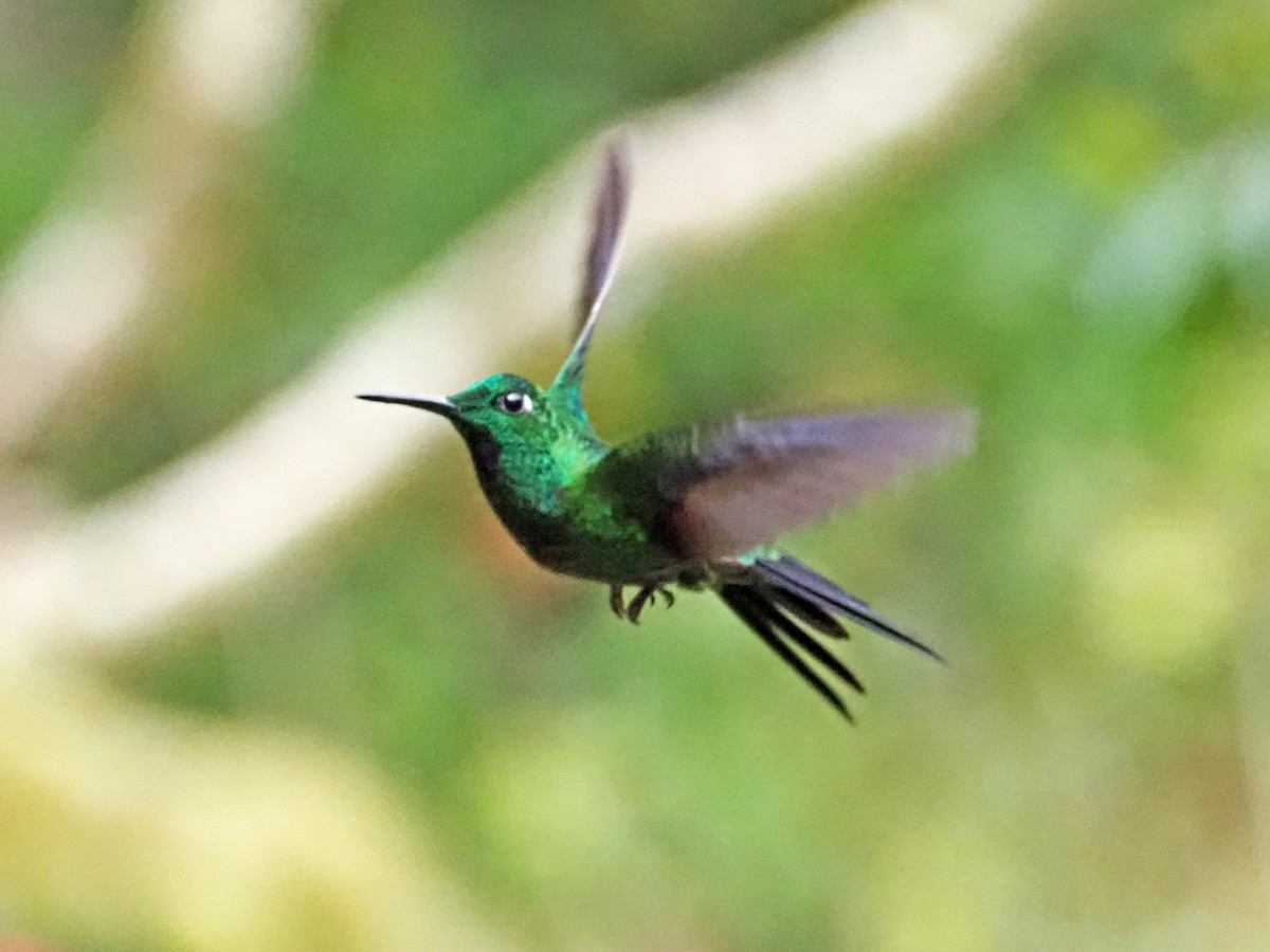 Green-crowned Brilliant - Rob Mangum