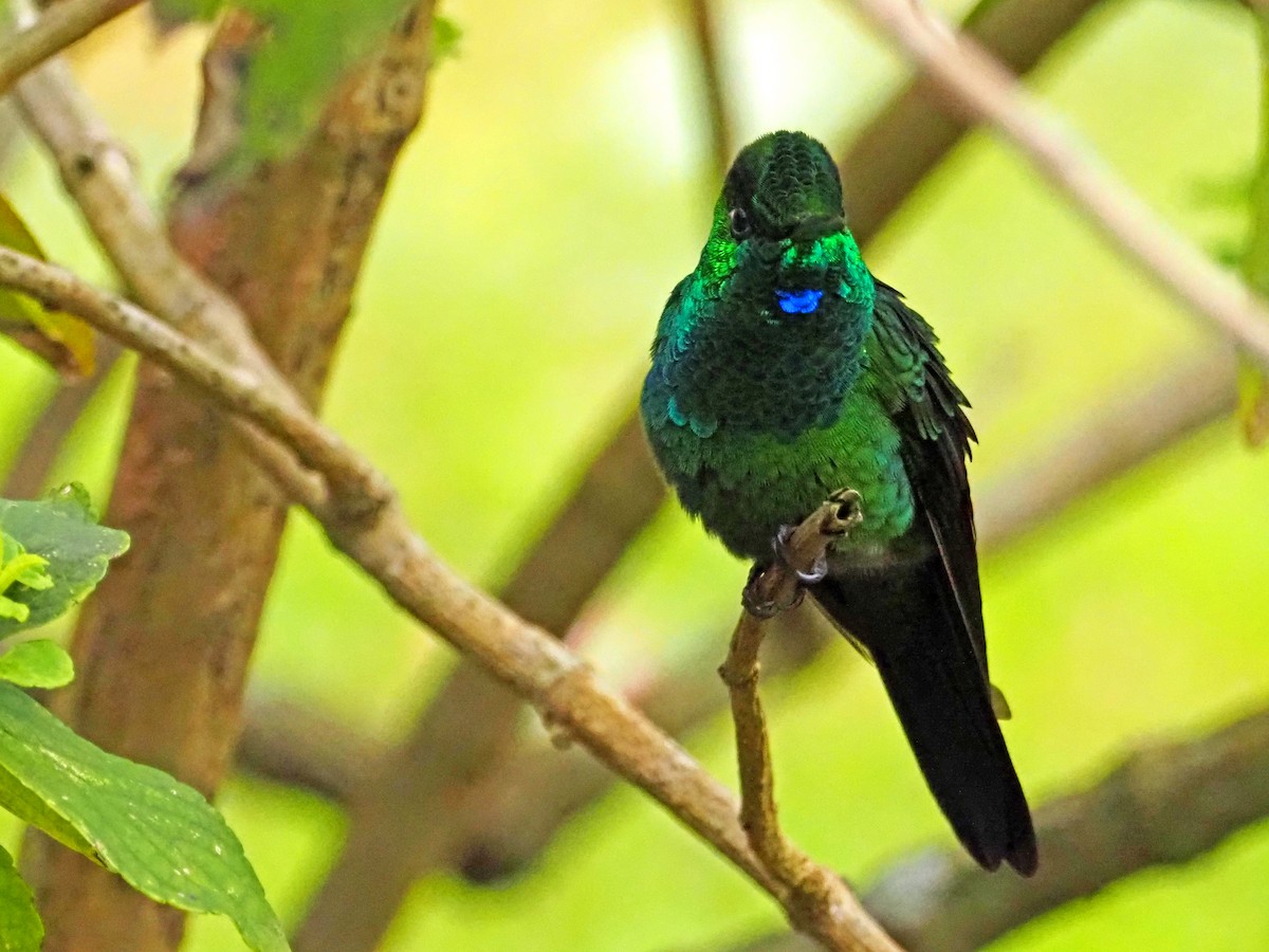 Green-crowned Brilliant - Rob Mangum