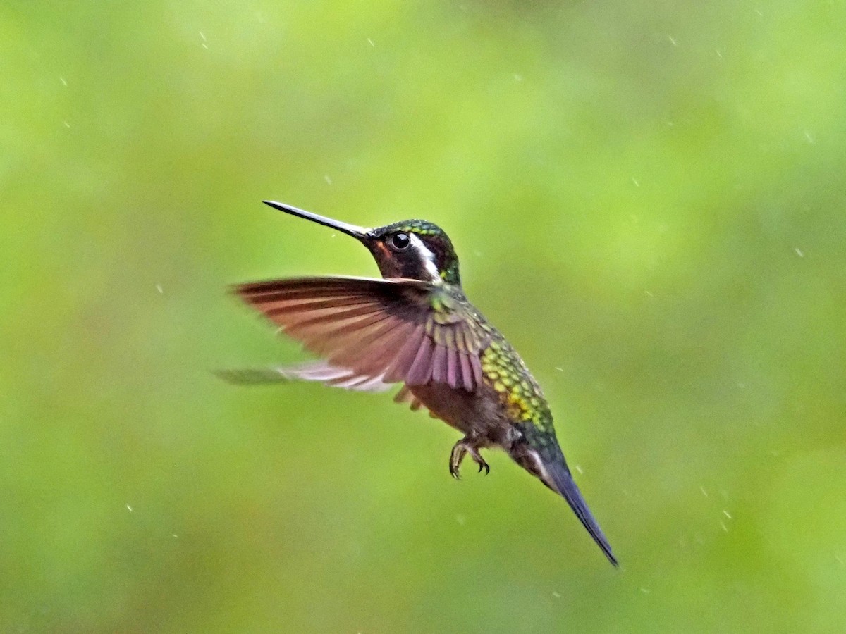 kolibřík fialovohrdlý - ML610133571