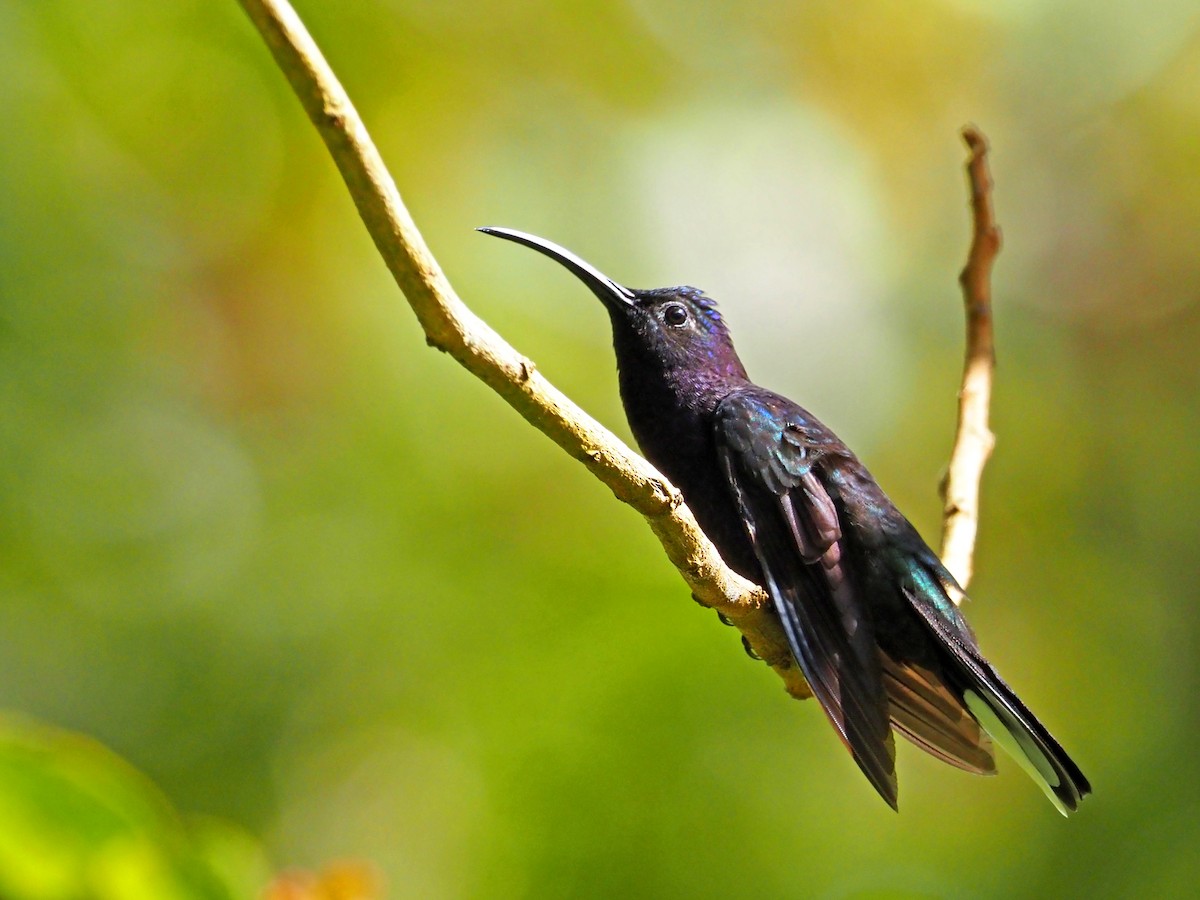 kolibřík fialkový - ML610133615