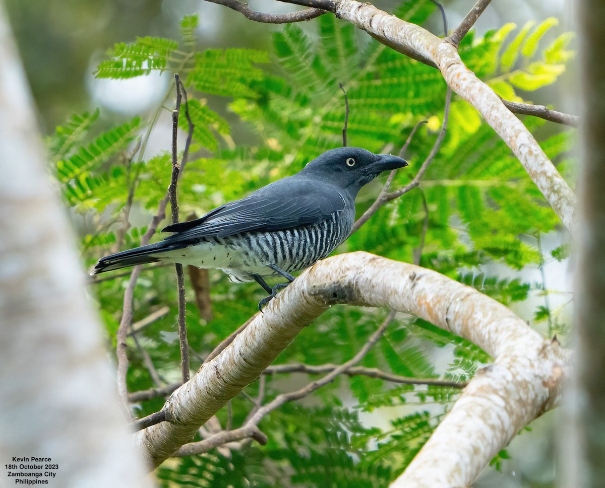 Mindanao Cuckooshrike - Kevin Pearce