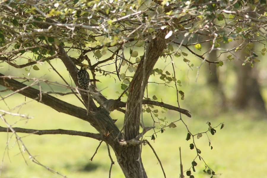 Yellow-crowned Woodpecker - ML610133660