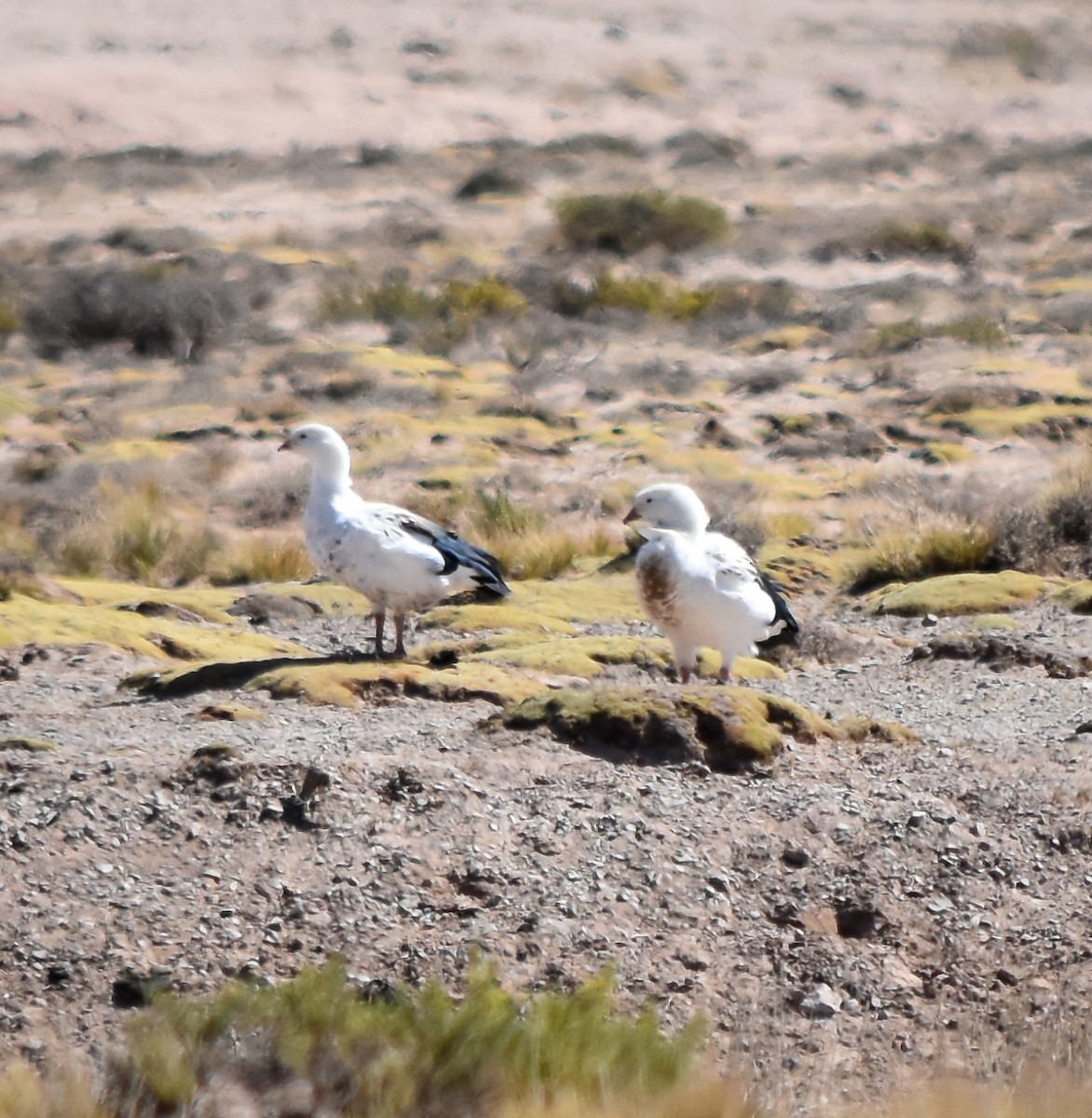 Andean Goose - ML610133664