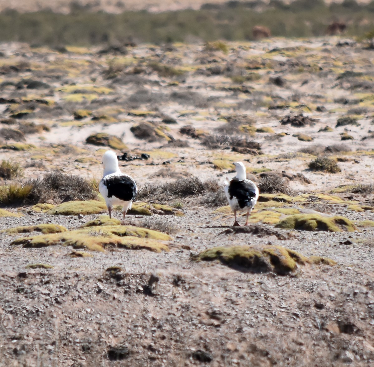 Andean Goose - ML610133666