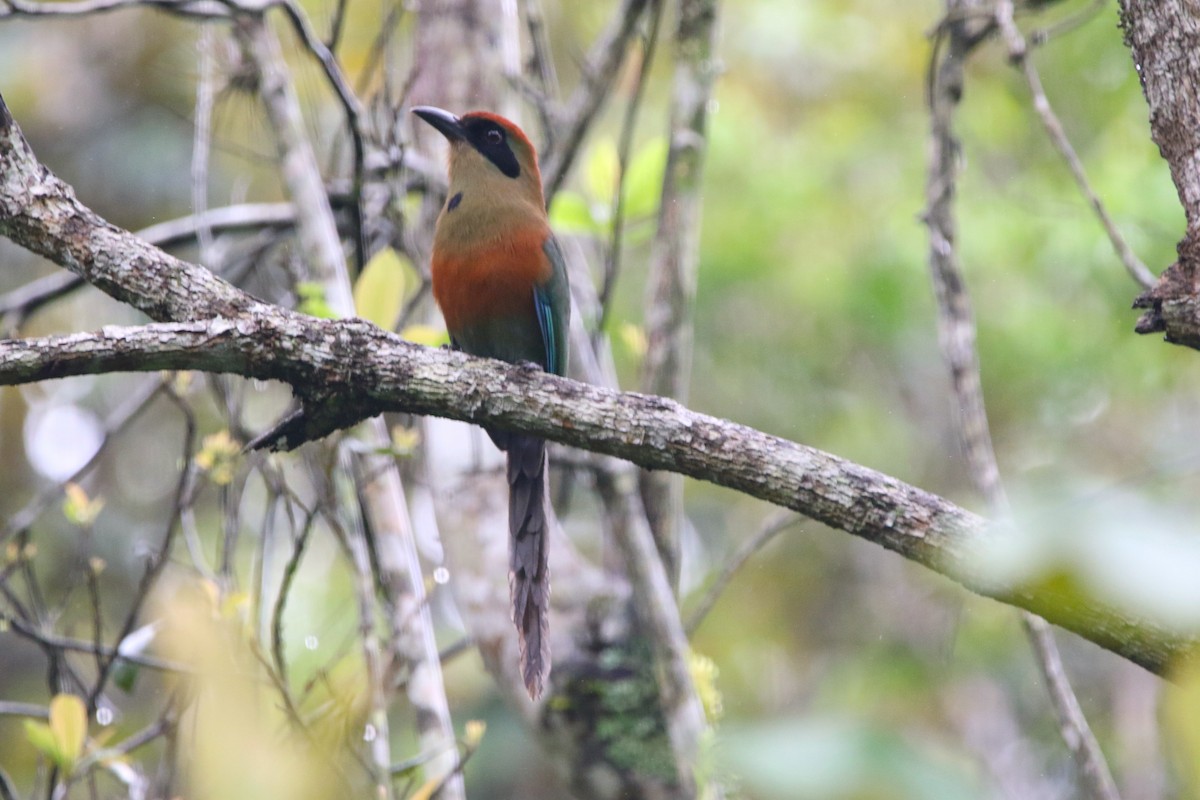 Rufous-capped Motmot - ML610133694