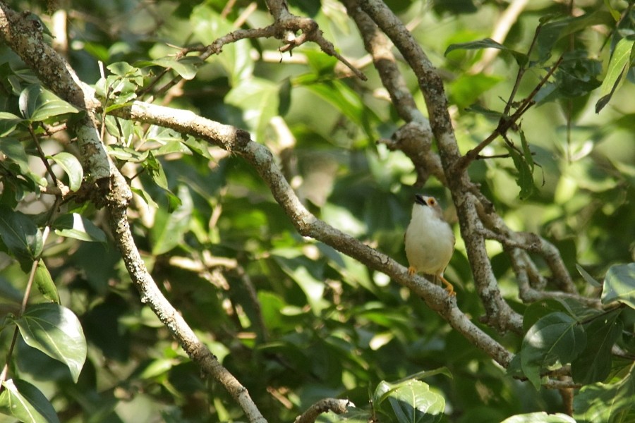 Yellow-eyed Babbler - ML610133704