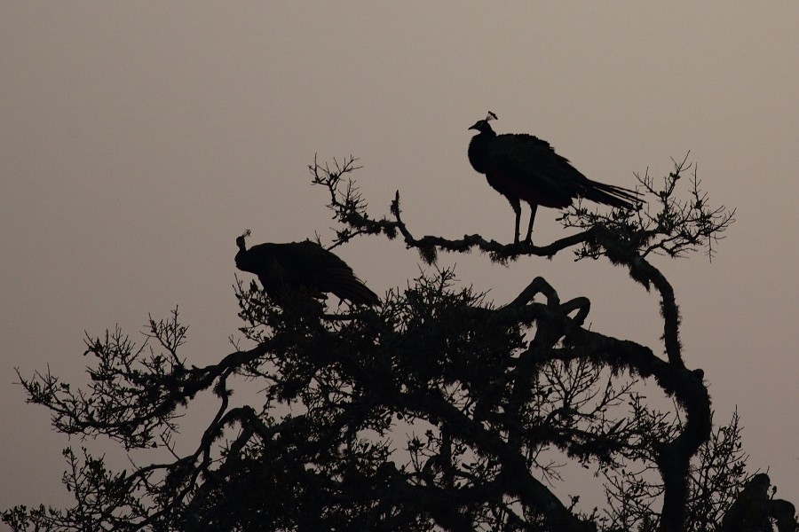 Indian Peafowl - Grzegorz Jędro