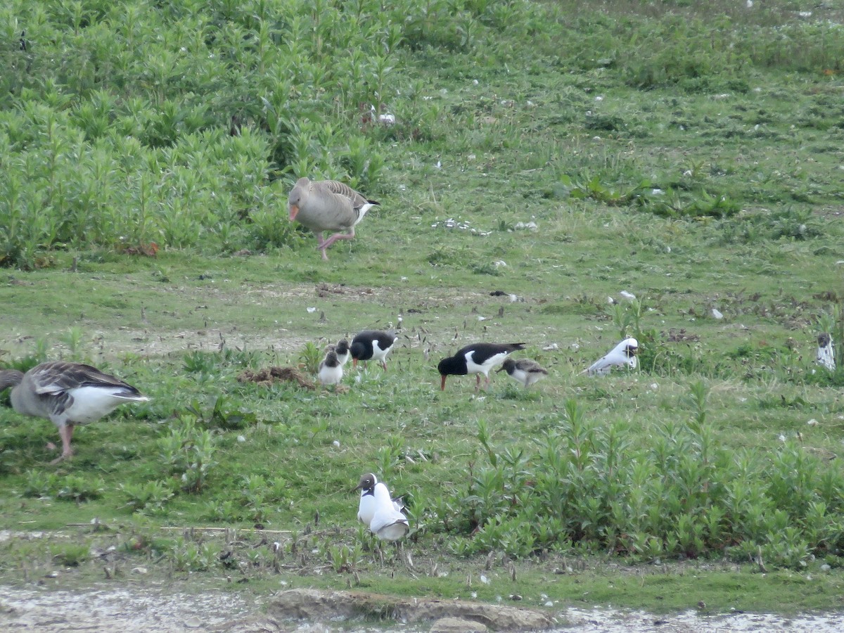 Eurasian Oystercatcher - ML610133786