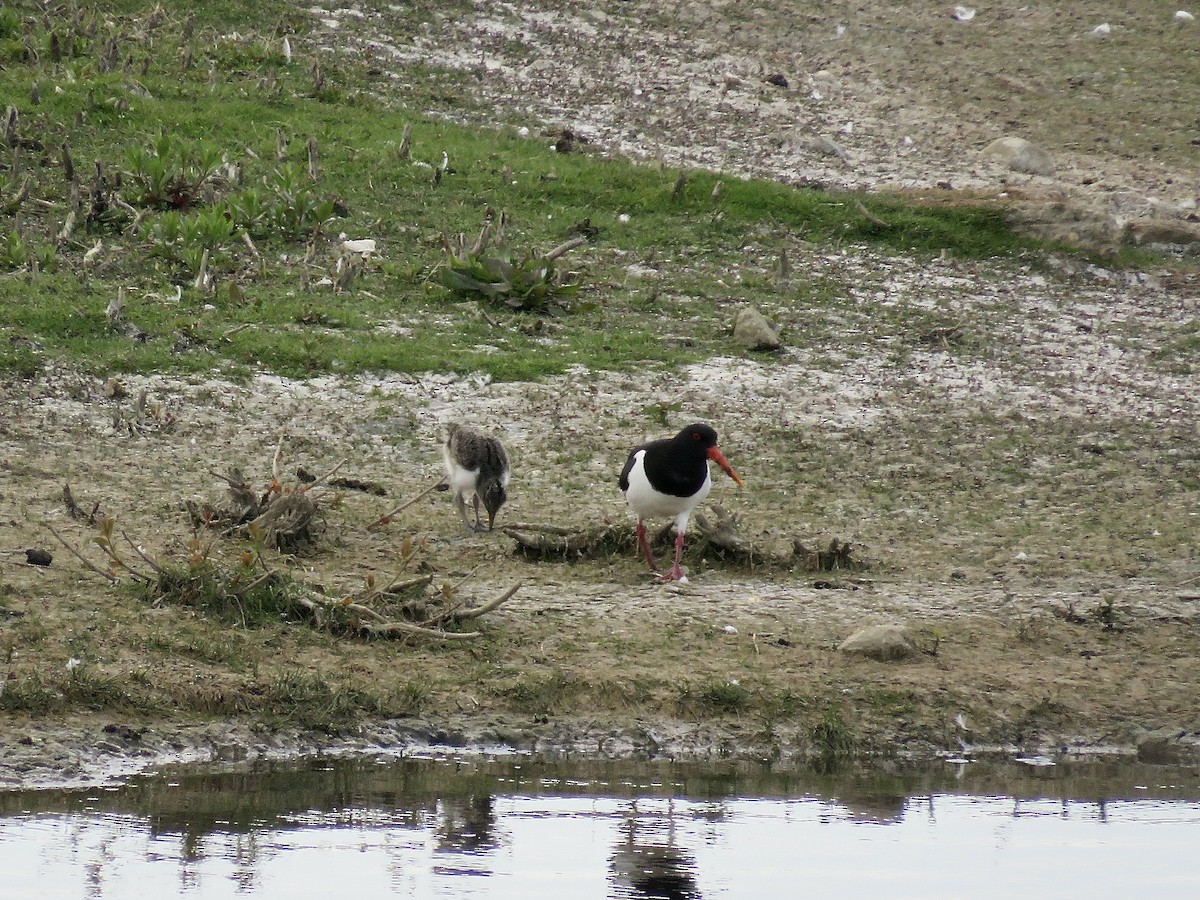 Eurasian Oystercatcher - ML610133787