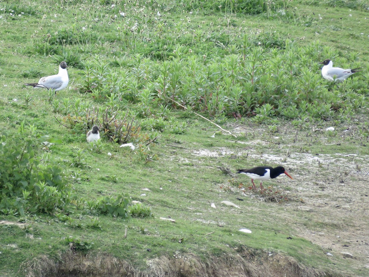 Eurasian Oystercatcher - ML610133788