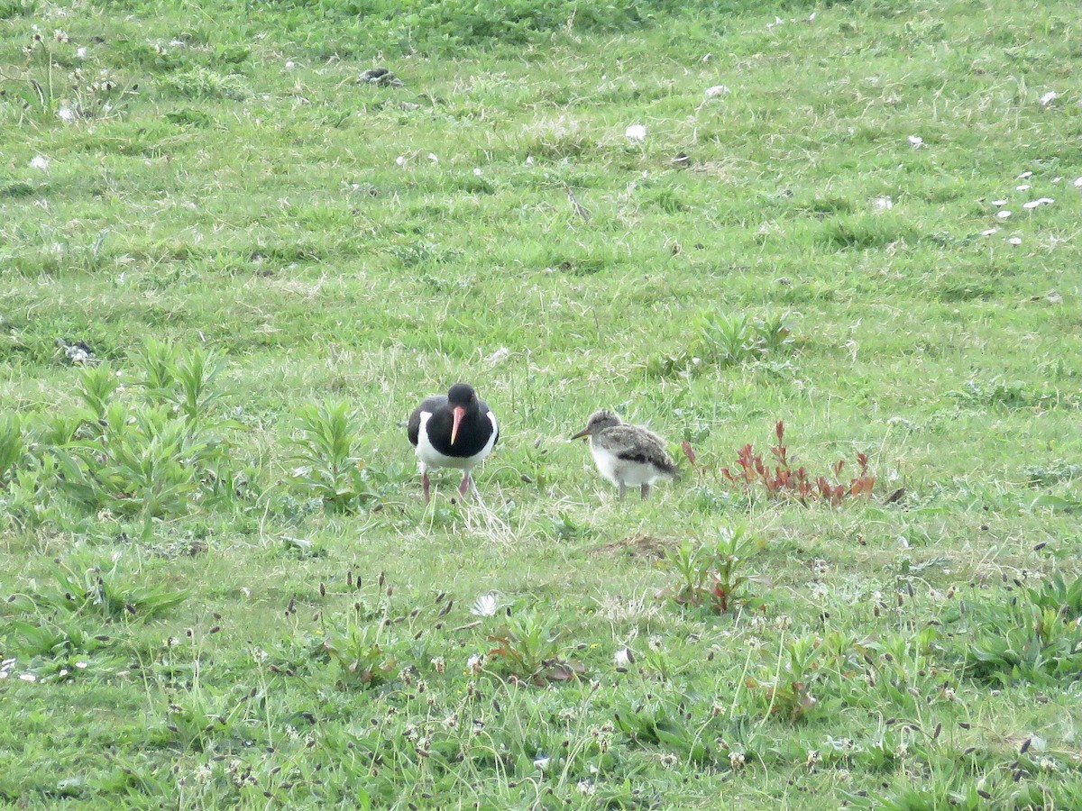 Eurasian Oystercatcher - ML610133789