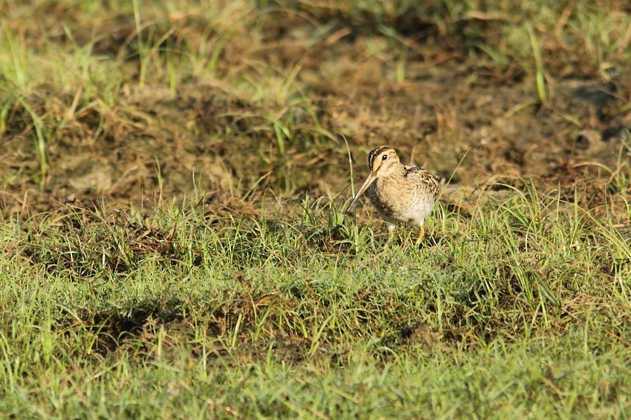 Pin-tailed Snipe - Grzegorz Jędro